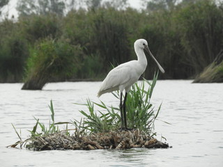 Spatola bianca