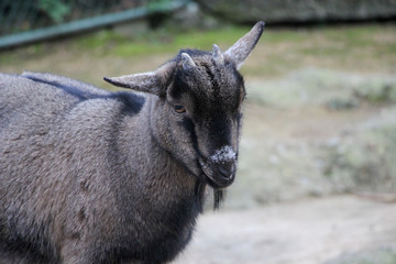 black and grey goat looking into camera