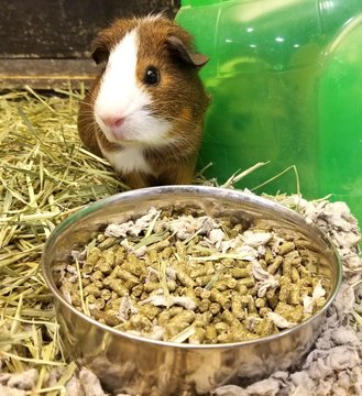 A Brown And White Guinea Pig In Front Of A Bowl Of Food