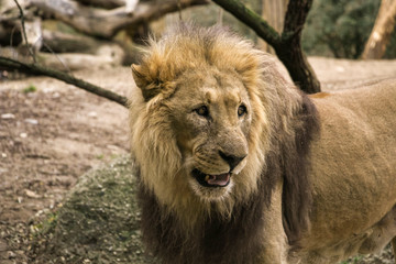 lion in a zoo resting and playing