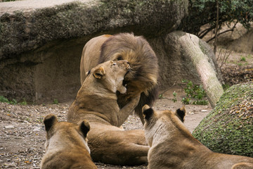 Naklejka premium lion in a zoo resting and playing
