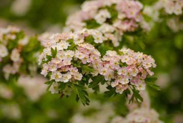 blooming cherry tree