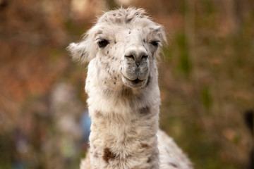 Obraz premium portrait of lama with the funny look. Shot in natural environment