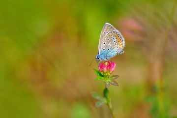 Closeup beautiful butterfly in a summer garden