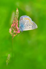 Closeup beautiful butterfly in a summer garden