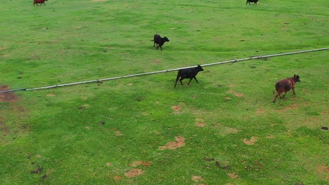 Drone Point Of View Cattle On The Move In Rural Field