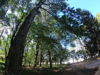 trees in the park