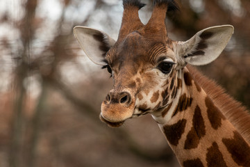 portrait of a giraffe head with big years