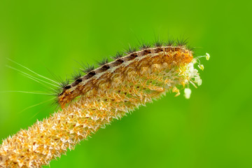 Close up beautiful caterpillar of butterfly  