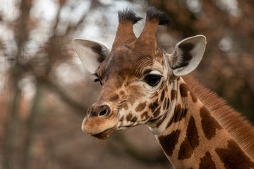 portrait of a giraffe head with big years
