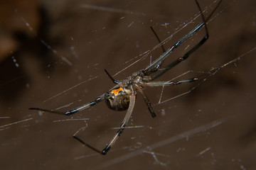 brown widow spider (Latrodectus geometricus)