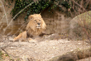 lion in a zoo resting and playing
