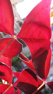 plantas-09