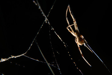 brown widow spider (Latrodectus geometricus)