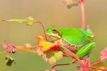 Beautiful Europaean Tree frog Hyla arborea 