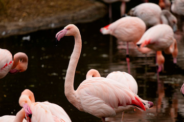 Naklejka premium pink flamingo at a water front cleaning