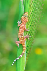 Closeup  Beautiful gecko in the garden