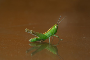 Green grasshopper  or meadow katydid (posibbly  conocephalus) isolated over a brown background