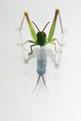 Green grasshopper  or meadow katydid (posibbly  conocephalus) isolated over a white background