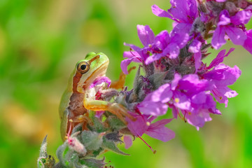 Beautiful Europaean Tree frog Hyla arborea 