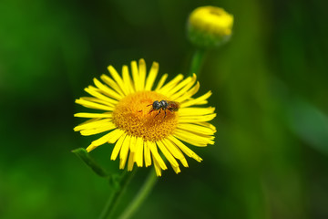 Beautiful  Bee macro in green nature 