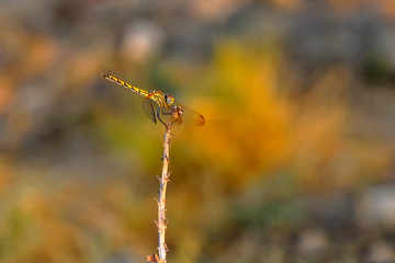 Macro shots, Beautiful nature scene dragonfly. 