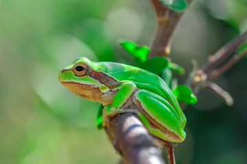 Beautiful Europaean Tree frog Hyla arborea 