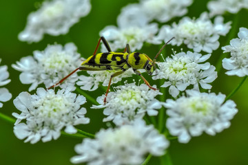 Close up  beautiful  insect in the garden