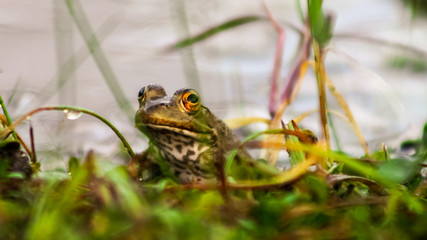 frog on a leaf