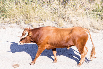 toro bravo español