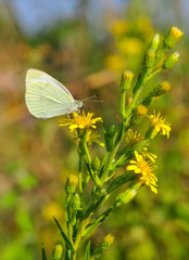 Closeup beautiful butterfly in a summer garden