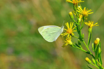 Closeup beautiful butterfly in a summer garden