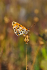 Closeup beautiful butterfly in a summer garden