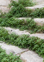Travel Italy - old steps with green 