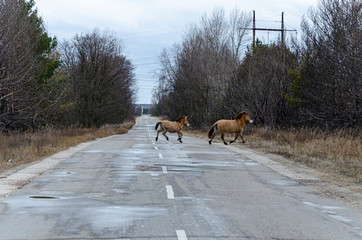 wild horses on the road