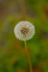Obraz premium dandelion on green background
