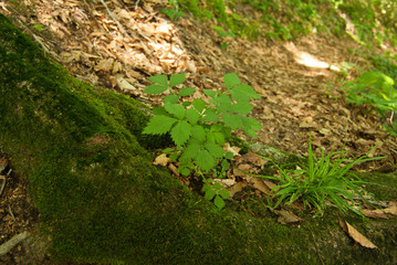登山道足元の自然
