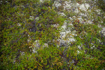 Obraz na płótnie Canvas Green moss and lichens