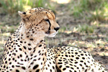 cheetah in the grass