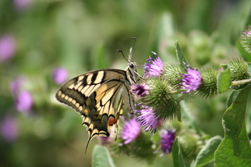 Papillon machaon