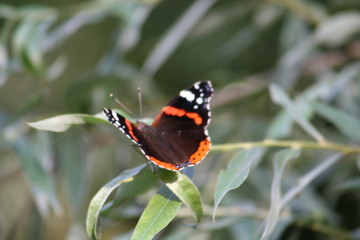 Papillon vulcain