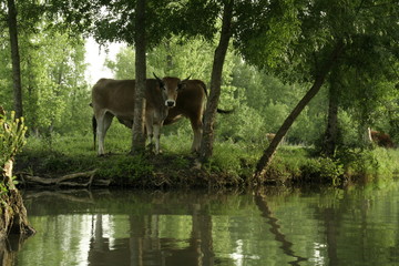 Vache maraîchine Marais Poitevin