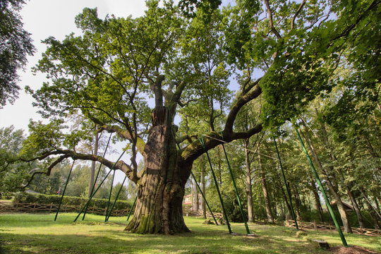 Bartek Oak - Natural Monument