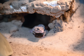 Little iguana hides in stones