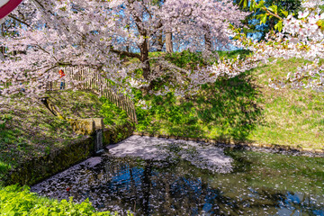 Hirosaki city cherry blossom matsuri. Clear blue sky springtime sunny day. Full bloom trees pink flowers starting to fall, Hanaikada petals raft at outer moat. Aomori Prefecture, Tohoku Region, Japan