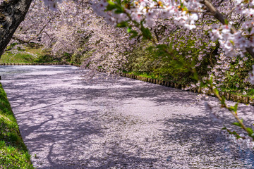 Hirosaki city cherry blossom matsuri. Clear blue sky springtime sunny day. Full bloom trees pink flowers starting to fall, Hanaikada petals raft at outer moat. Aomori Prefecture, Tohoku Region, Japan