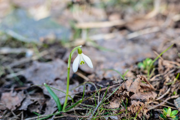 Blossoming snowdrops in the forest
