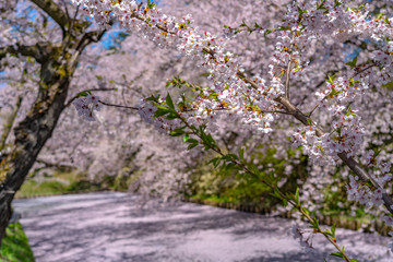 Hirosaki city cherry blossom matsuri. Clear blue sky springtime sunny day. Full bloom trees pink flowers starting to fall, Hanaikada petals raft at outer moat. Aomori Prefecture, Tohoku Region, Japan