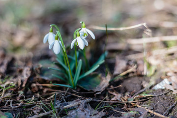 Blossoming snowdrops in the forest