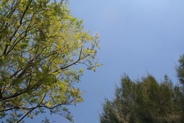 Green trees behind the sky in the park